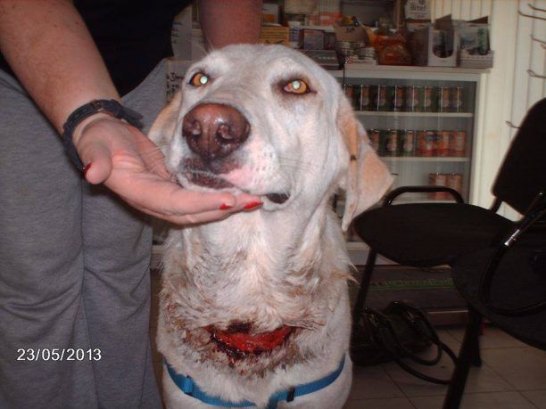 Πύργος: Τον αθώωσαν αν και αδιαφορούσε για το μαρτύριο της σκυλίτσας του